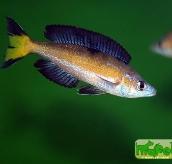 Cyprichromis microlepidotus