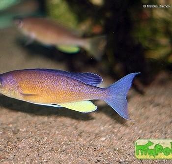 Cyprichromis pavo