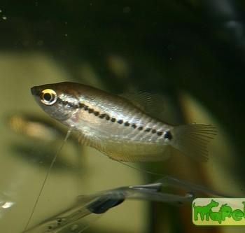 Trichogaster pectoralis