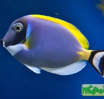Acanthurus sp.