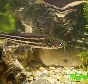 Mystus vittatus