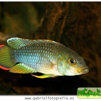 Apistogramma nijsseni