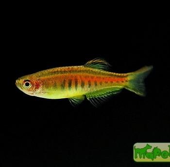 Danio choprae