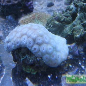 Diploastrea sp.