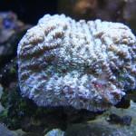 Merulina sp.