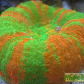 Scolymia sp.