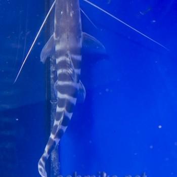 Brachyplatystoma tigrinum (Merodontotus tigrinus)
