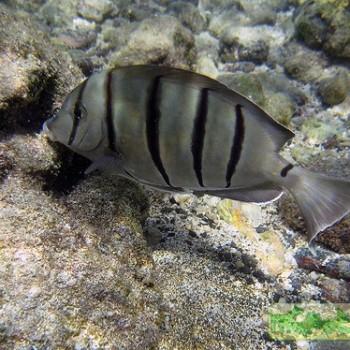 Acanthurus triostegus