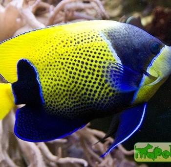 Pomacanthus (Euxiphipops) navarchus