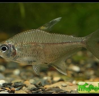 Hyphessobrycon sp.