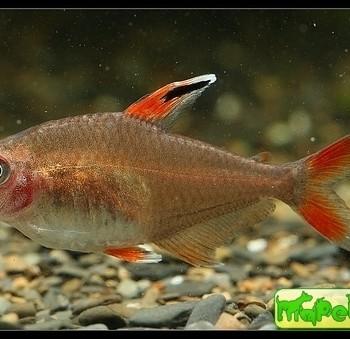 Hyphessobrycon sp. «white fin»