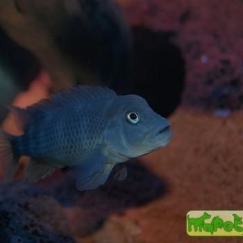 Steatocranus casuarius