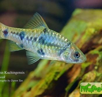 Puntius kuchingensis