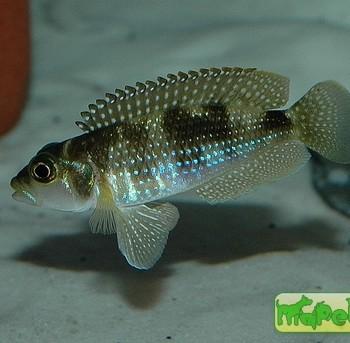 Lamprologus meleagris