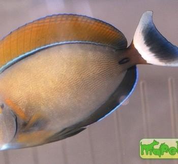 Acanthurus bariene