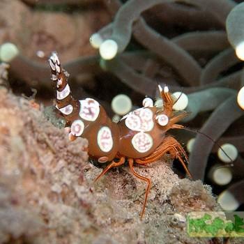 Thor amboinensis
