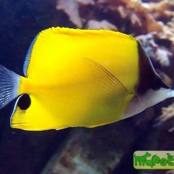 Forcipiger flavissimus