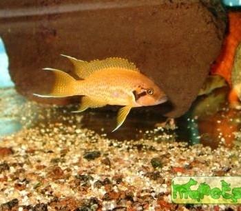 Neolamprologus helianthus