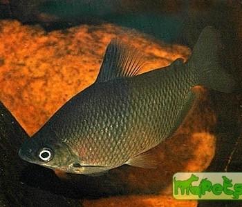 Distichodus affinis