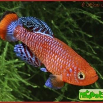 Nothobranchius rachovii var. «Beira-98»