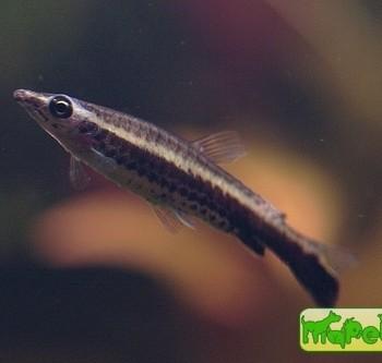 Nannostomus eques