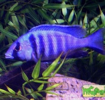 Placidochromis electra
