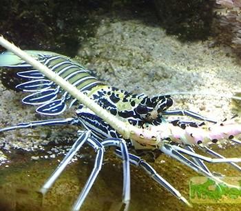 Panulirus versicolor