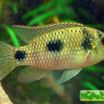 Anomalochromis thomasi