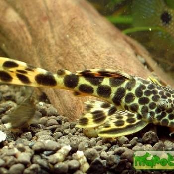 Peckoltia sabaji (Ancistomus sabaji)