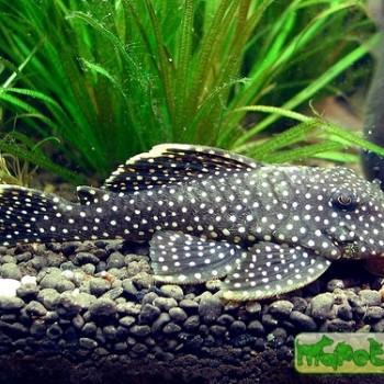 Baryancistrus sp. L081