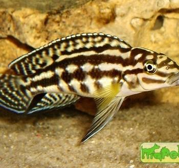 Julidochromis marlieri