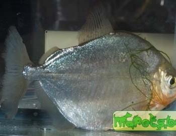 Metynnis hypsauchen