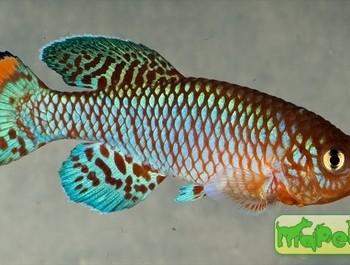 Nothobranchius rachovii