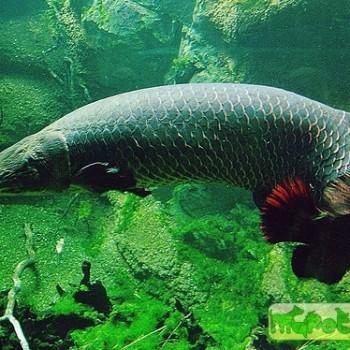 Arapaima gigas