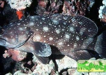 Epinephelus coeruleopunctatus