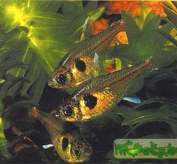 Hyphessobrycon roseus (Megalamphodus roseus)