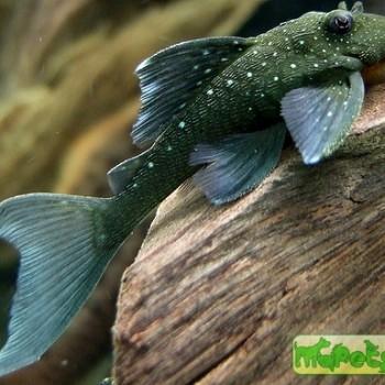 Hemiancistrus sp. (Ancistrinae gen.sp. L128)
