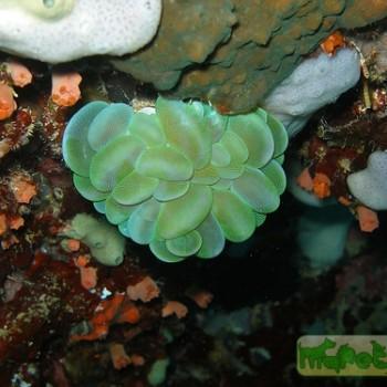 Plerogyra sp.