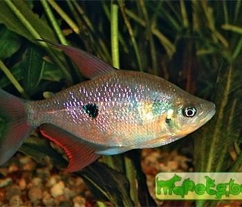 Rhoadsia altipinna