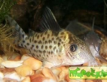 Corydoras ambiacus