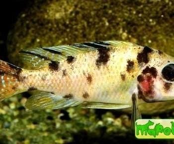 Aulonocara sp. «multicolor»