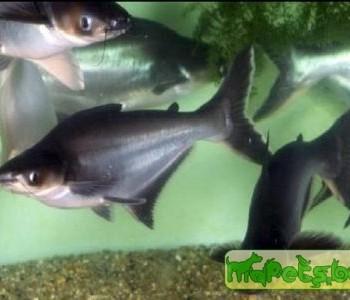 Pangasianodon hypophthalmus (Pangasius hypophthalmus, P. sutchi)