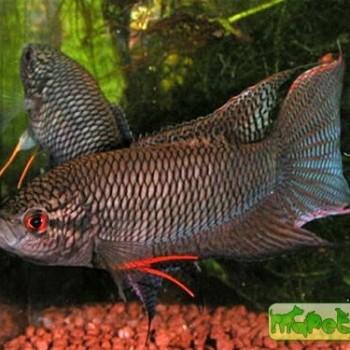 Macropodus concolor