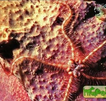 Ophiomastix annulosa