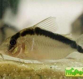 Corydoras narcissus