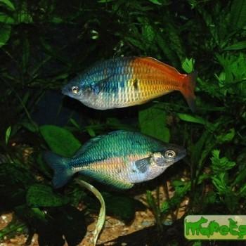 Melanotaenia lacustris