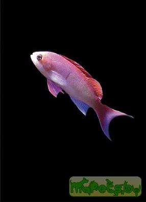 Pseudanthias cooperi