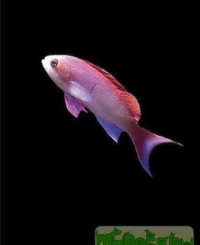 Pseudanthias cooperi