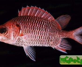 Sargocentron violaceum