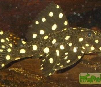 Baryancistrus sp. (L142, LDA33)